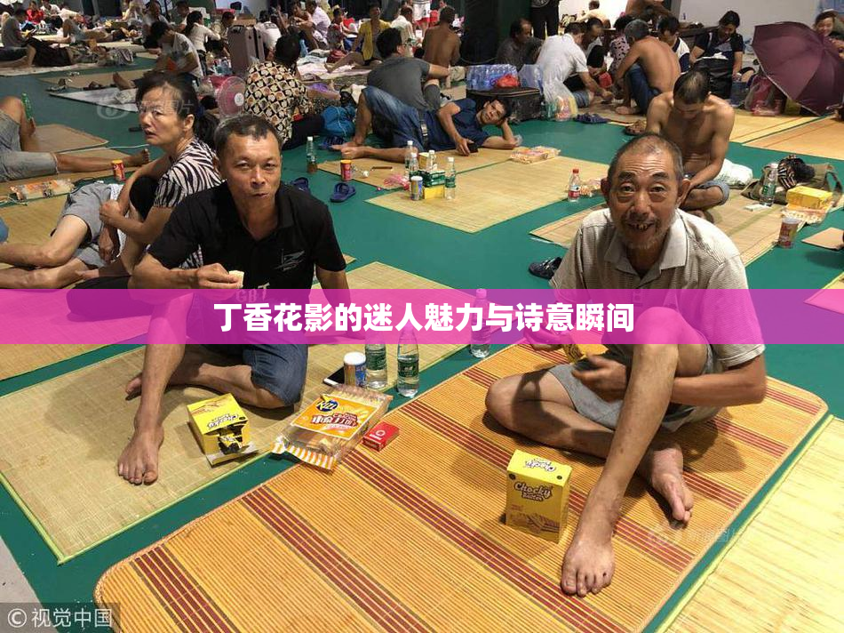 丁香花影的迷人魅力与诗意瞬间