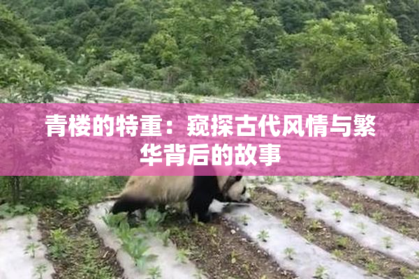 青楼的特重：窥探古代风情与繁华背后的故事