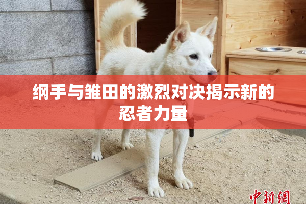 纲手与雏田的激烈对决揭示新的忍者力量