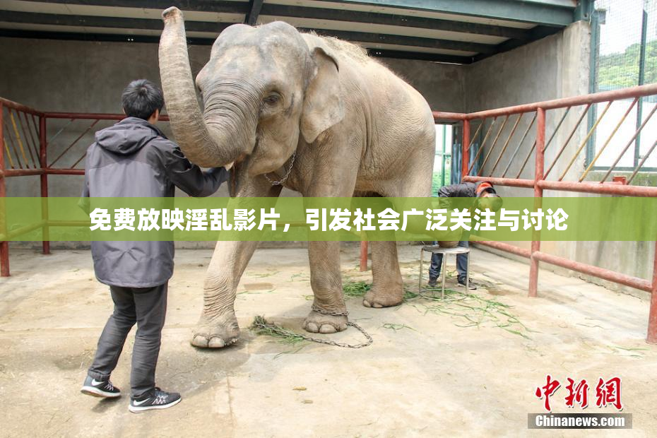 免费放映淫乱影片，引发社会广泛关注与讨论