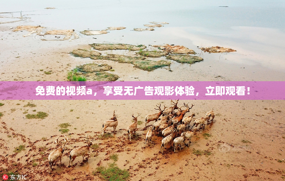 免费的视频a，享受无广告观影体验，立即观看！
