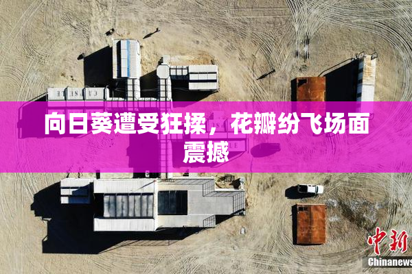 向日葵遭受狂揉，花瓣纷飞场面震撼