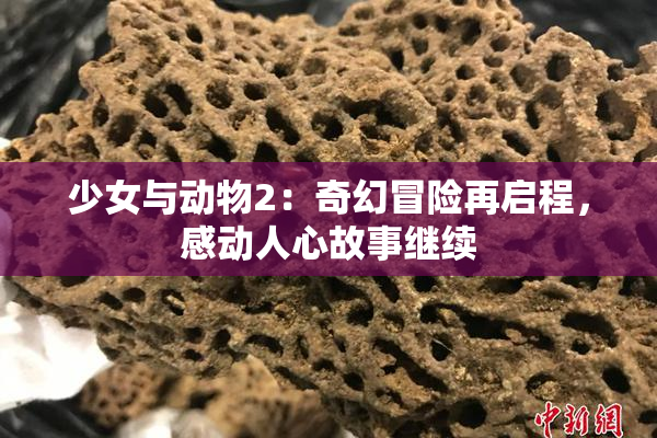 少女与动物2：奇幻冒险再启程，感动人心故事继续