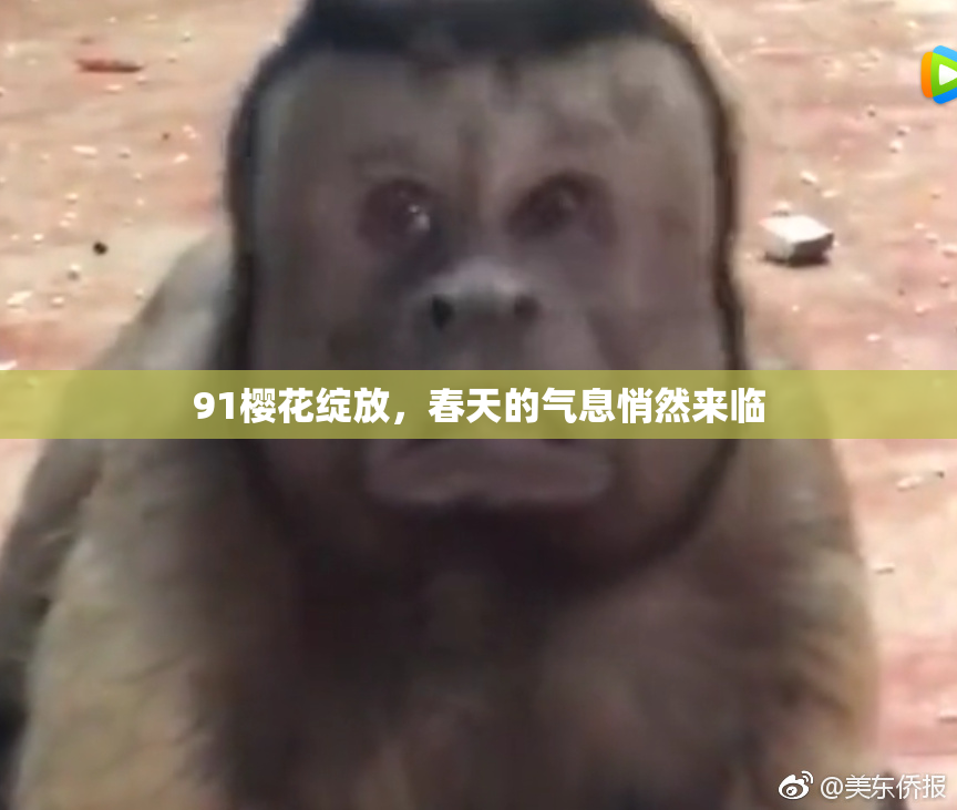 91樱花绽放，春天的气息悄然来临