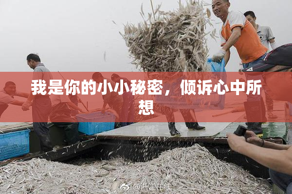 我是你的小小秘密，倾诉心中所想