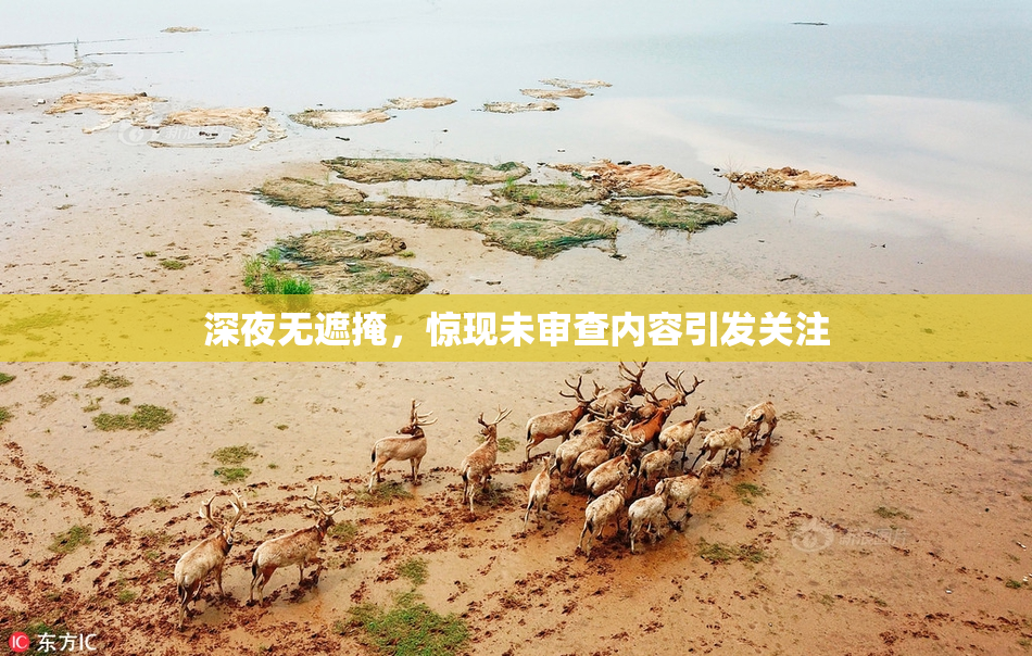 深夜无遮掩，惊现未审查内容引发关注