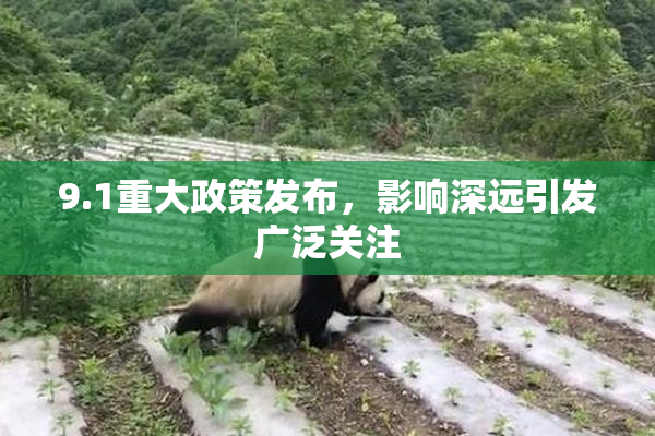 9.1重大政策发布，影响深远引发广泛关注