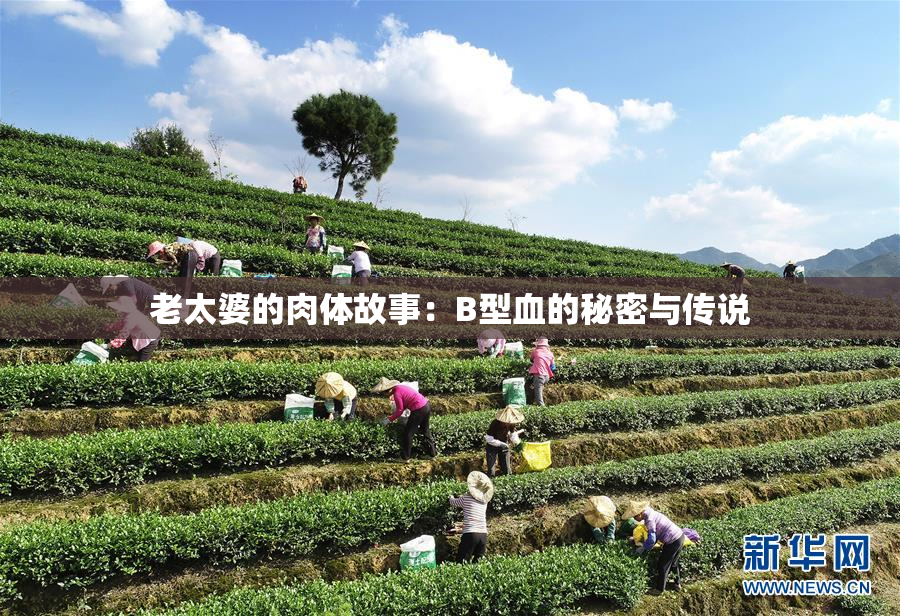 老太婆的肉体故事：B型血的秘密与传说