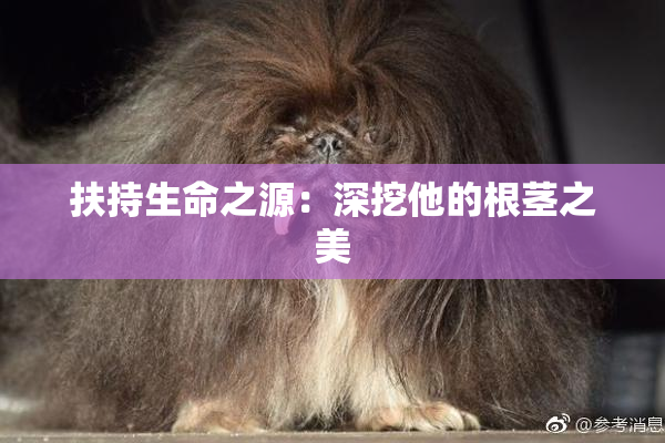 扶持生命之源：深挖他的根茎之美