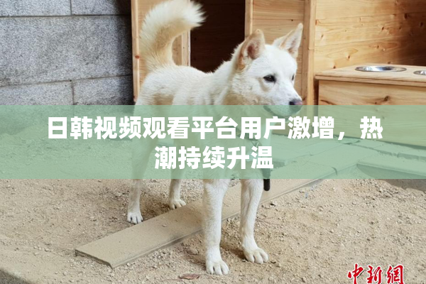 日韩视频观看平台用户激增，热潮持续升温