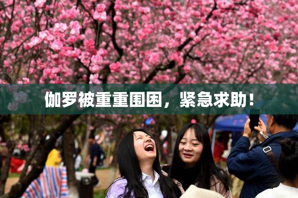 伽罗被重重围困，紧急求助！