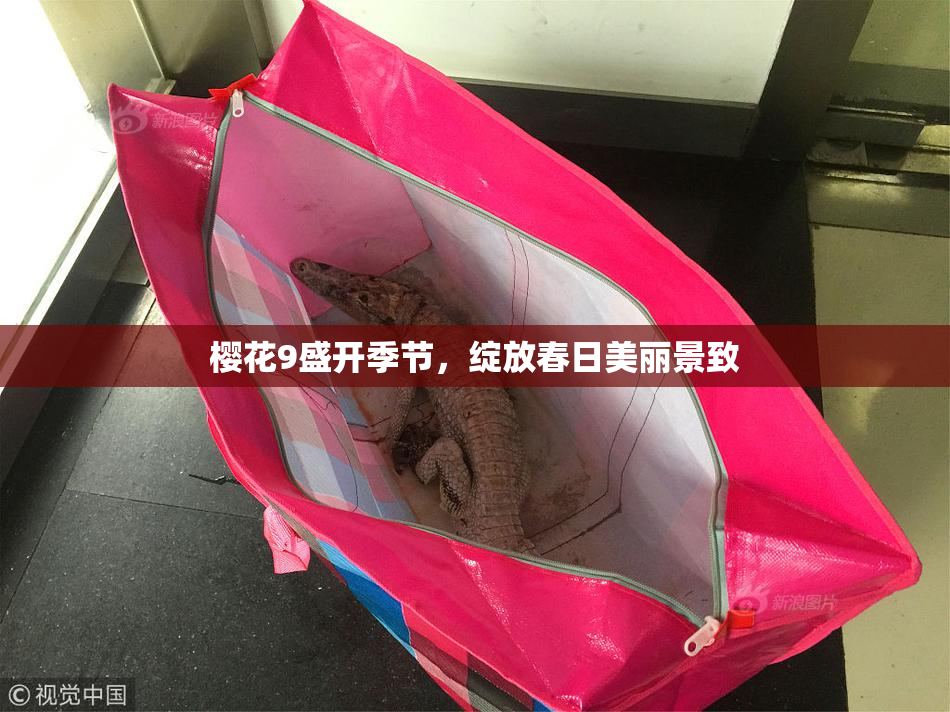 樱花9盛开季节，绽放春日美丽景致