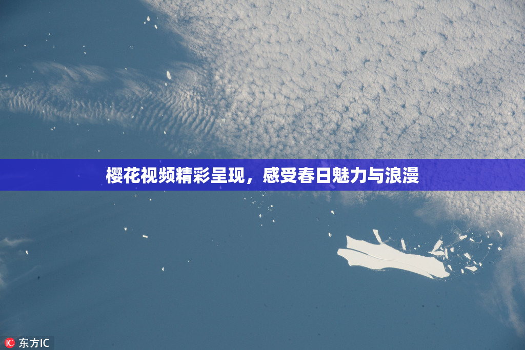樱花视频精彩呈现，感受春日魅力与浪漫