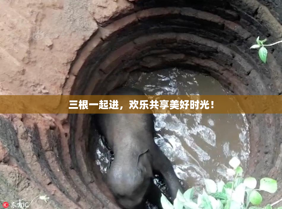 三根一起进，欢乐共享美好时光！