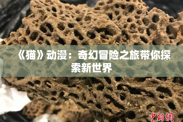 《猫》动漫：奇幻冒险之旅带你探索新世界