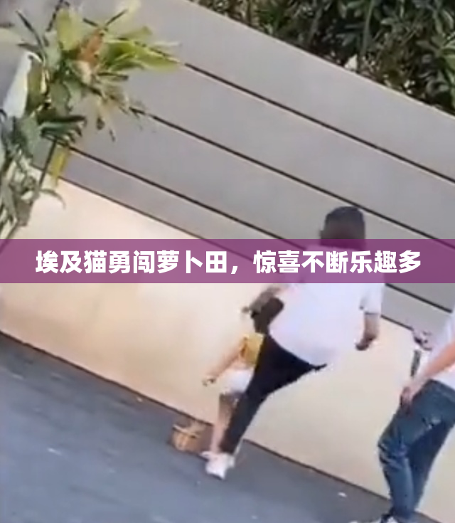 埃及猫勇闯萝卜田，惊喜不断乐趣多