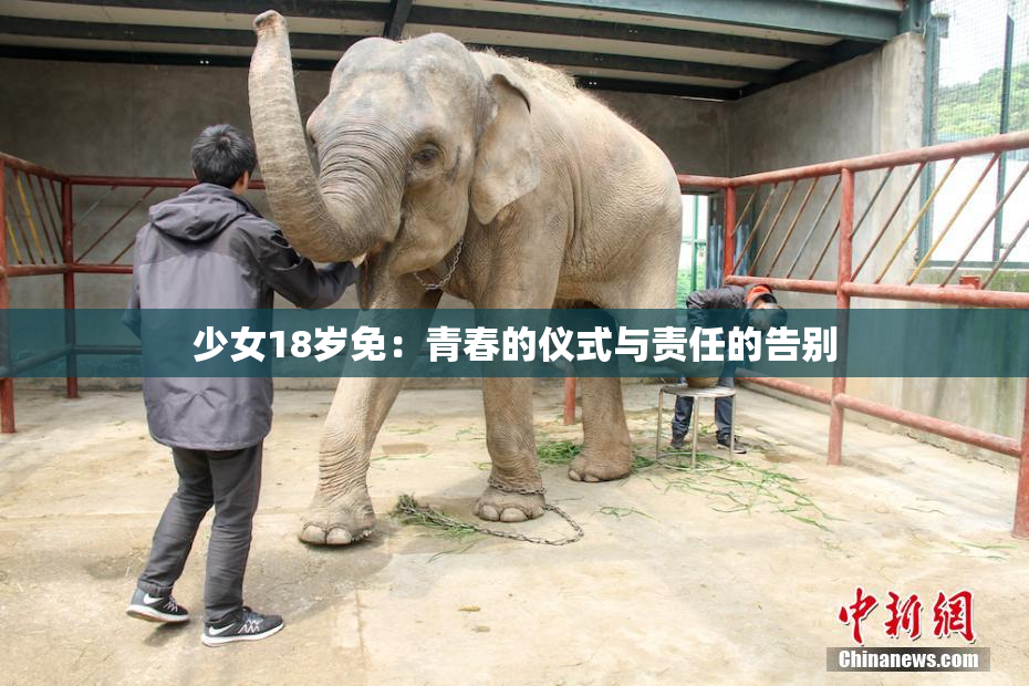 少女18岁免：青春的仪式与责任的告别