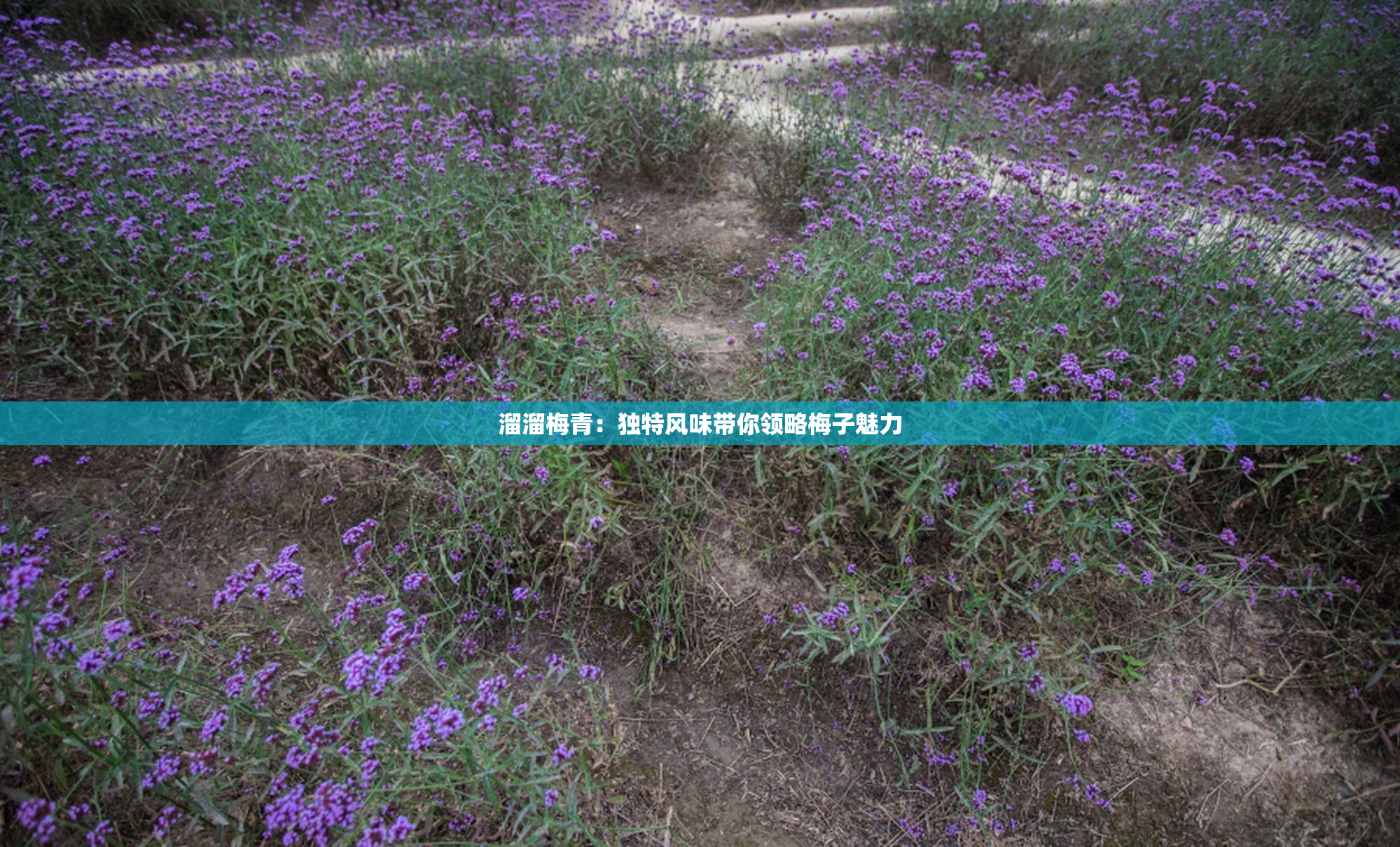 溜溜梅青：独特风味带你领略梅子魅力
