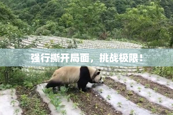 强行撕开局面，挑战极限！
