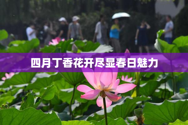 四月丁香花开尽显春日魅力