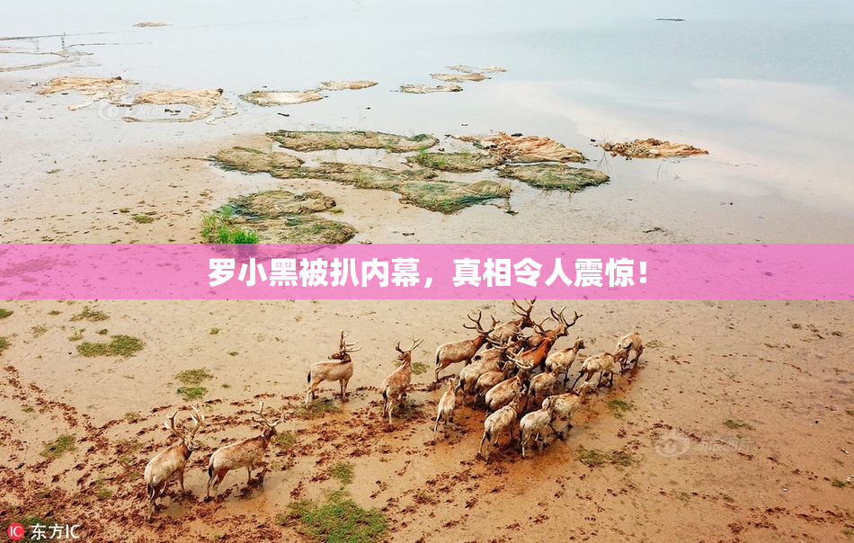 罗小黑被扒内幕，真相令人震惊！