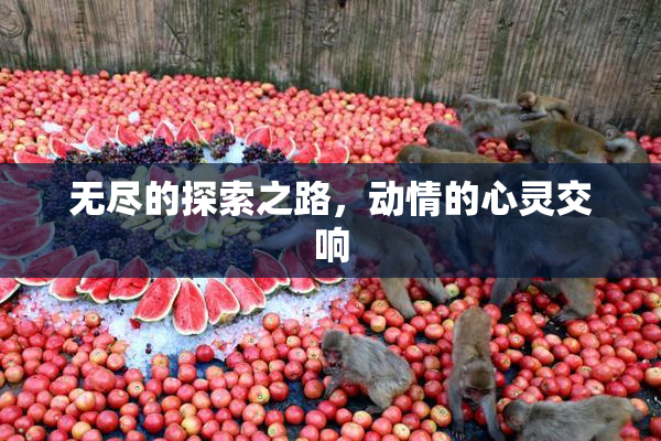 无尽的探索之路，动情的心灵交响