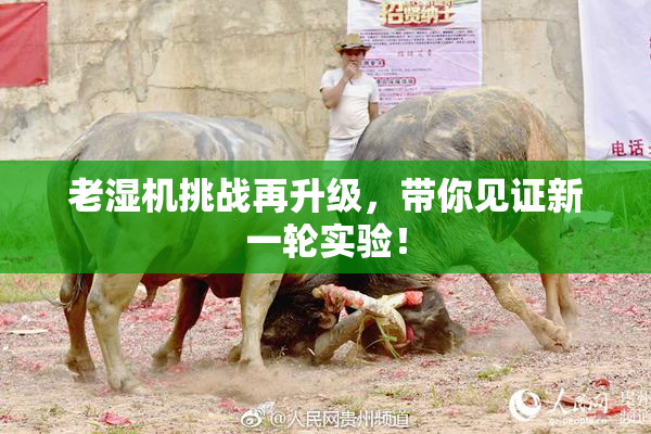 老湿机挑战再升级，带你见证新一轮实验！