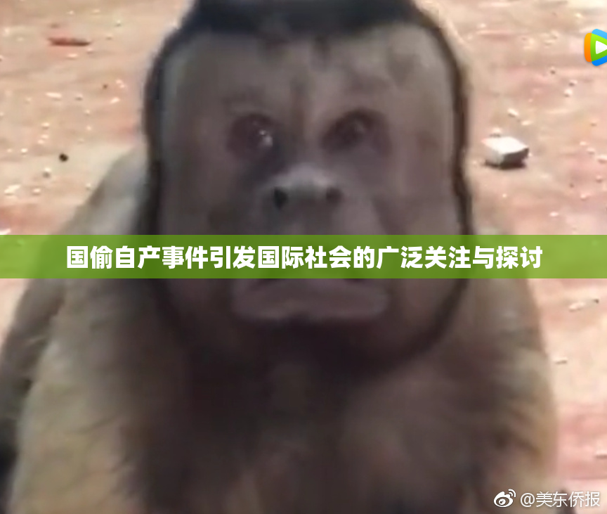 国偷自产事件引发国际社会的广泛关注与探讨