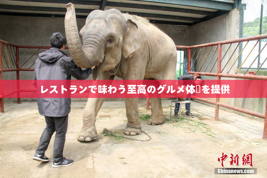 レストランで味わう至高のグルメ体験を提供