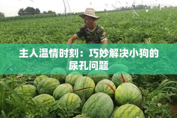 主人温情时刻：巧妙解决小狗的尿孔问题