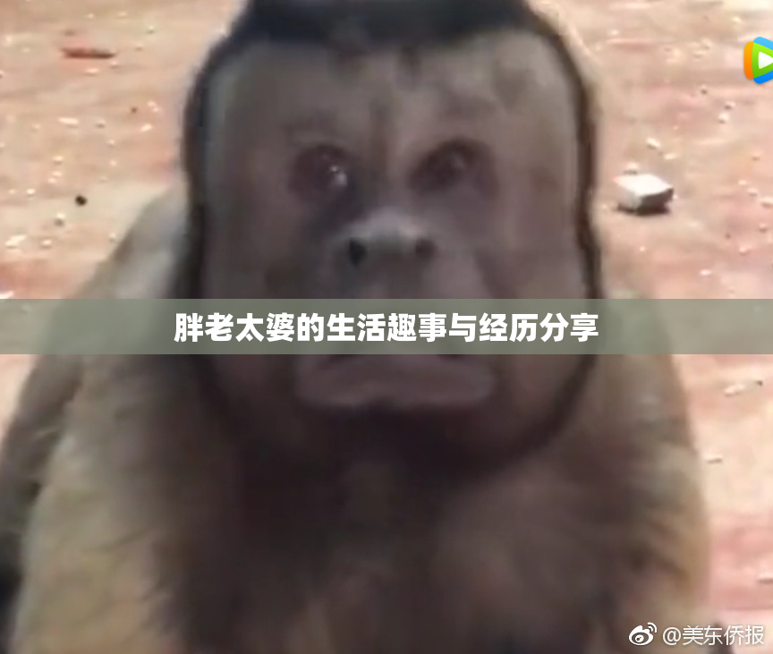 胖老太婆的生活趣事与经历分享