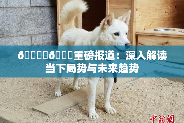 🔞‌🍌重磅报道：深入解读当下局势与未来趋势