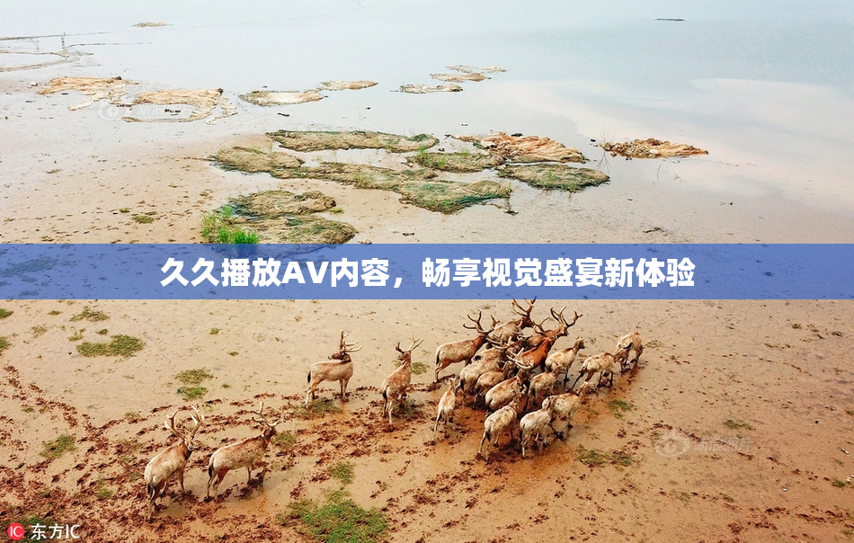 久久播放AV内容，畅享视觉盛宴新体验