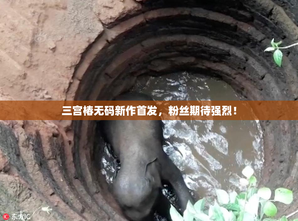 三宫椿无码新作首发，粉丝期待强烈！