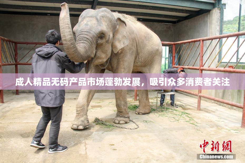 成人精品无码产品市场蓬勃发展，吸引众多消费者关注