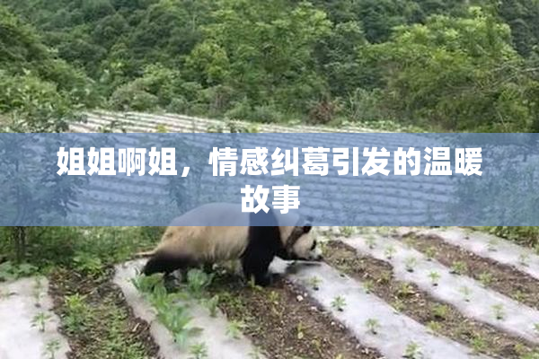 姐姐啊姐，情感纠葛引发的温暖故事