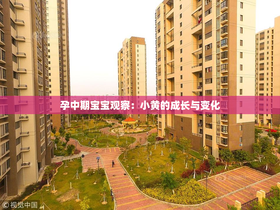 孕中期宝宝观察：小黄的成长与变化