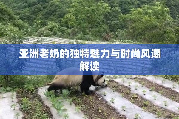 亚洲老奶的独特魅力与时尚风潮解读