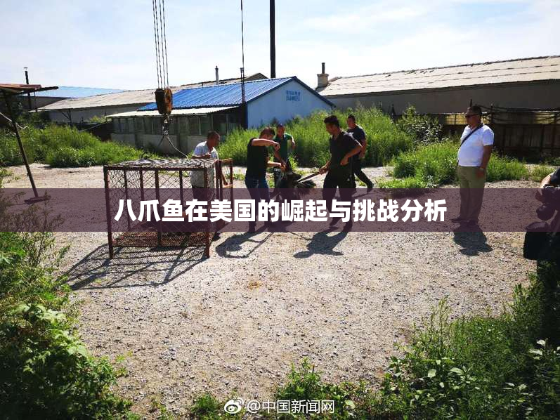 八爪鱼在美国的崛起与挑战分析