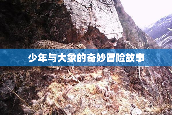 少年与大象的奇妙冒险故事