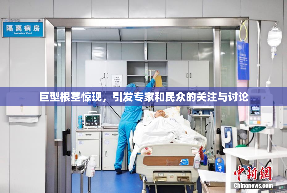 巨型根茎惊现，引发专家和民众的关注与讨论