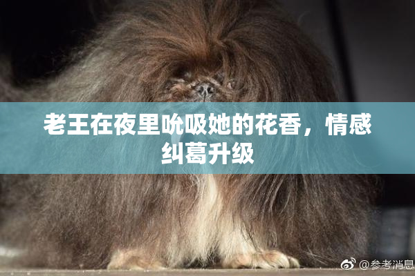 老王在夜里吮吸她的花香，情感纠葛升级