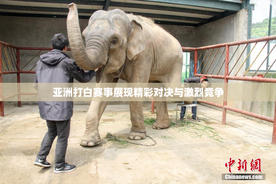 亚洲打白赛事展现精彩对决与激烈竞争