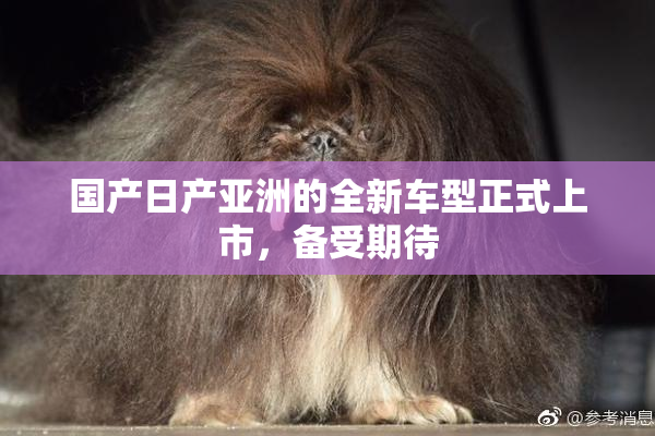 国产日产亚洲的全新车型正式上市，备受期待