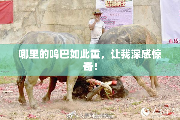 哪里的鸣巴如此重，让我深感惊奇！