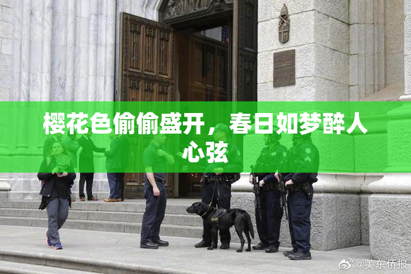 樱花色偷偷盛开，春日如梦醉人心弦