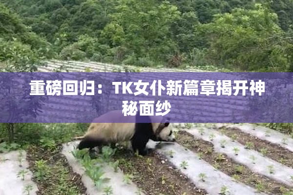 重磅回归：TK女仆新篇章揭开神秘面纱