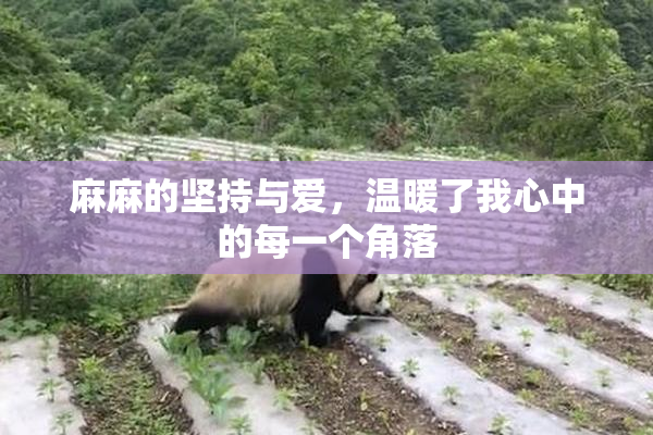 麻麻的坚持与爱，温暖了我心中的每一个角落