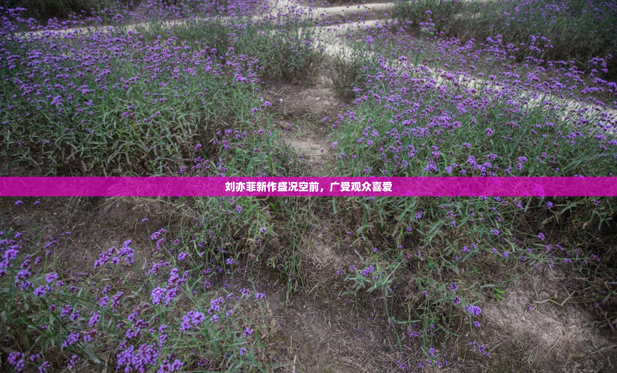 刘亦菲新作盛况空前，广受观众喜爱