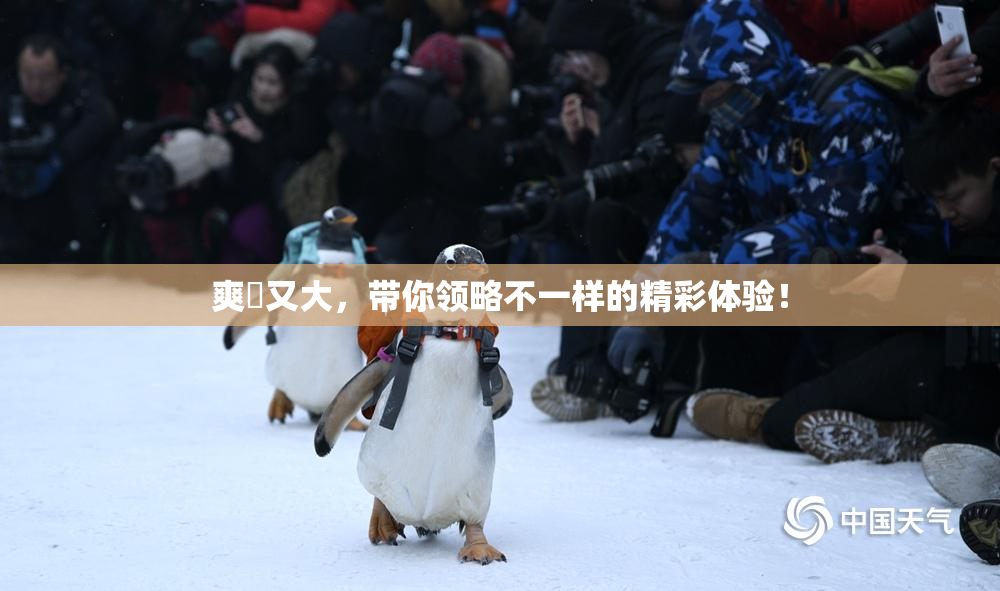 爽擼又大，带你领略不一样的精彩体验！